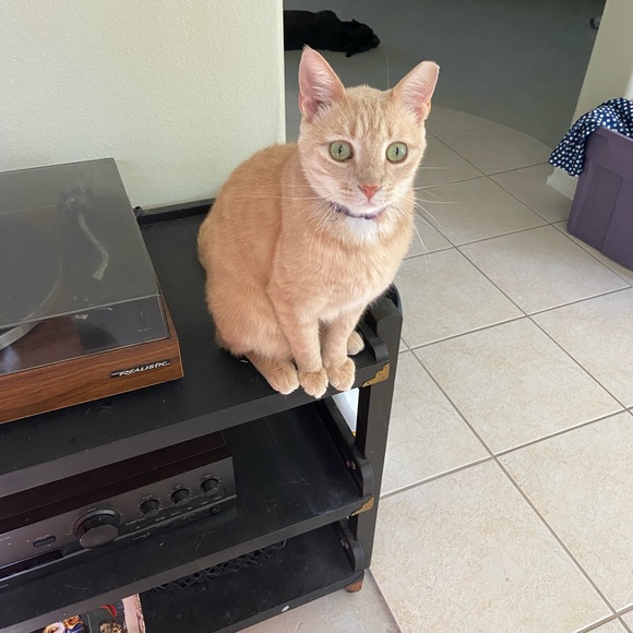 Animal Friendly Home - Picture 2 of 16